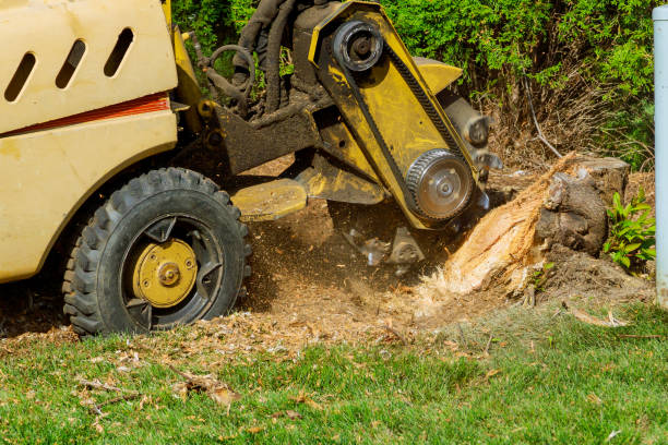 Trusted Monticello, UT Tree Removal Experts