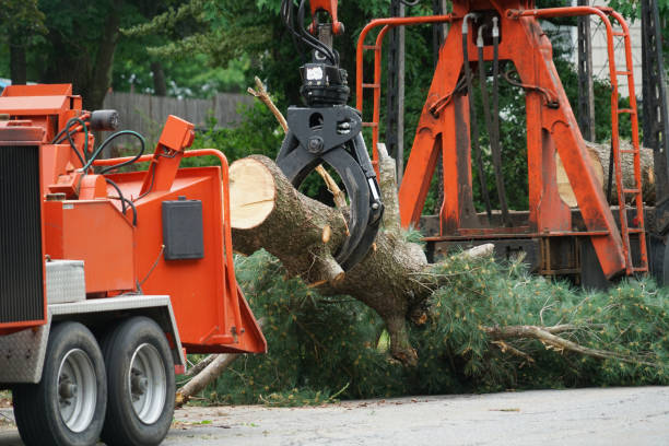 Best Arborist Consultation Services  in Monticello, UT